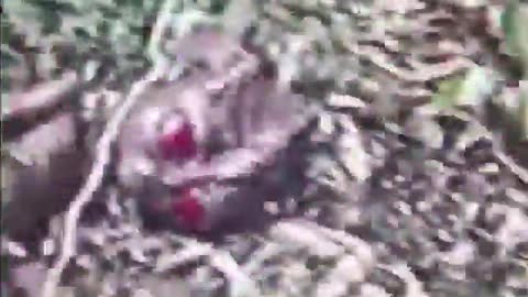 BREAKING! Varginha ALIEN Footage From 1996 Surfaces Anonymously Online!