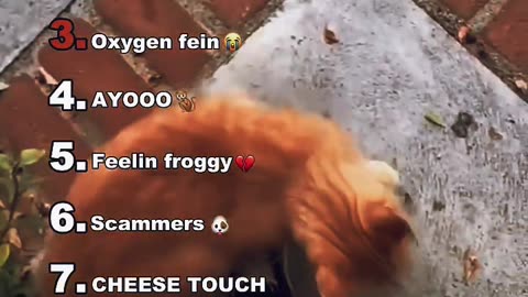 Animals Losing Their Minds with Hilarious Voiceovers 😂 | Try Not to Laugh!