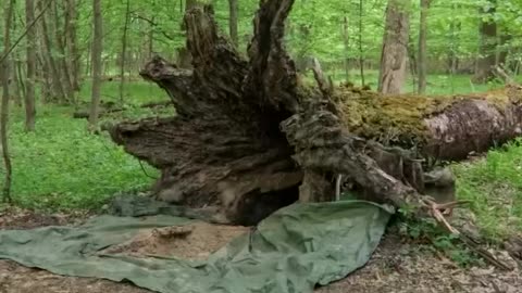 Secret duguot inside a hollow tree part 1