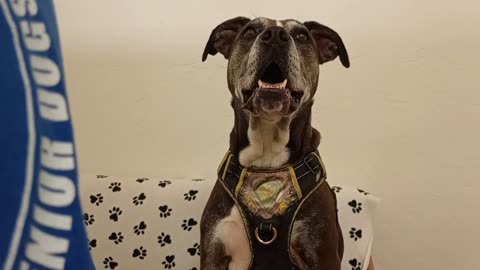 Astrid 8y A841285@TRN, he needs forever home Whines so I join-calm I'm not doggie walker20250817775