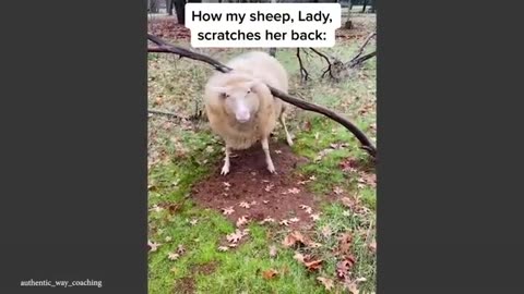 Best Of The Funny Animal Videos 🤣 Funniest Cat & Dog Moments Ever Recorded 😹🐶