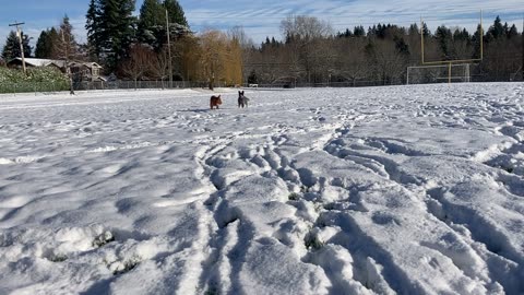 snow patrol 29083240984098