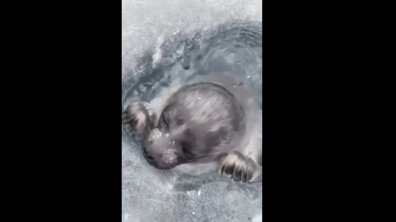 Seal says hello