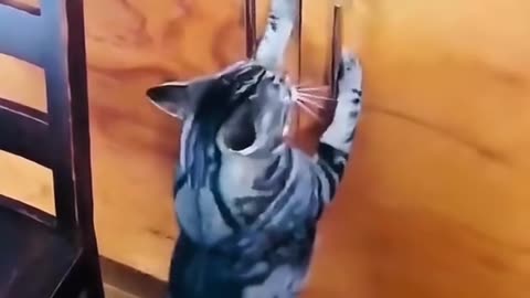 Funny cat