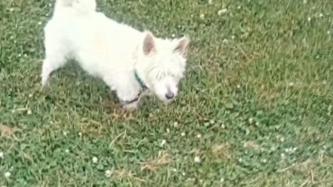dog
