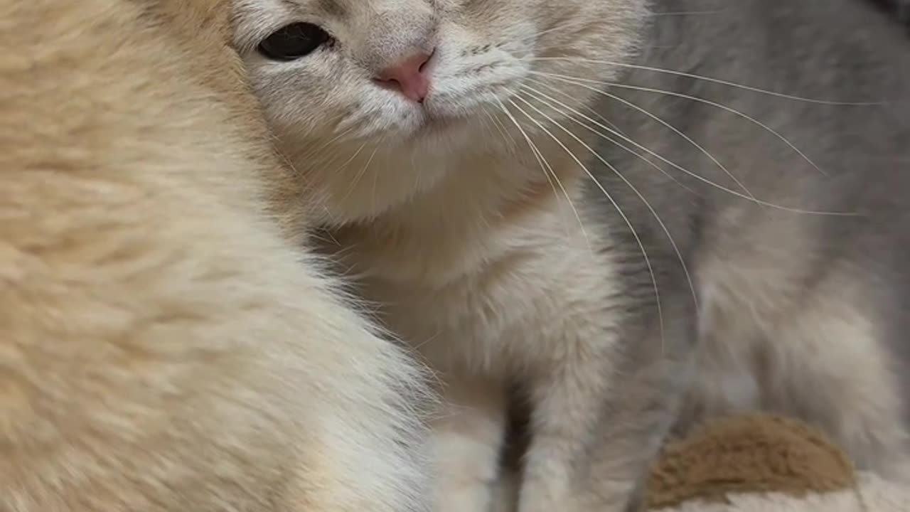 🐱 Funny Cat Shorts