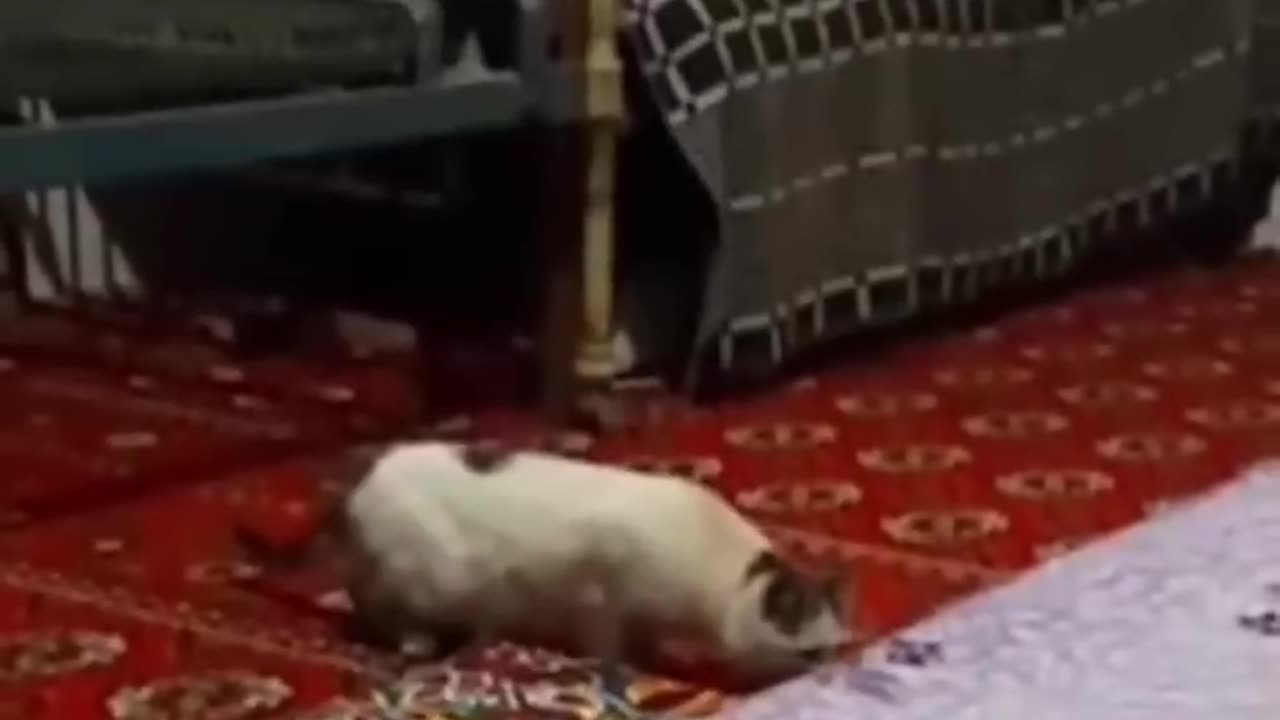 Funny situations
