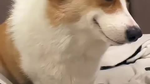 Dog smile