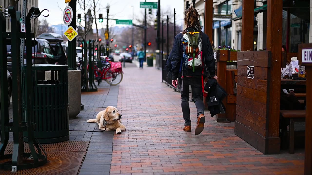 Do you like The Dogs?