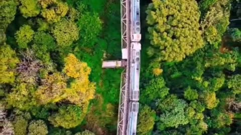 Train Journey Through Nature 🌲🚆 | Stunning Aerial View from Above the Forest