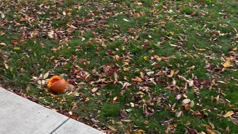 Squirrel Caught With Pumpkin Seed Evidence