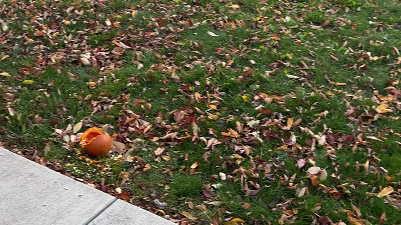Squirrel Caught With Pumpkin Seed Evidence