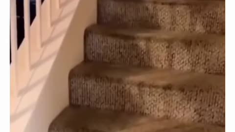 crazy dogs