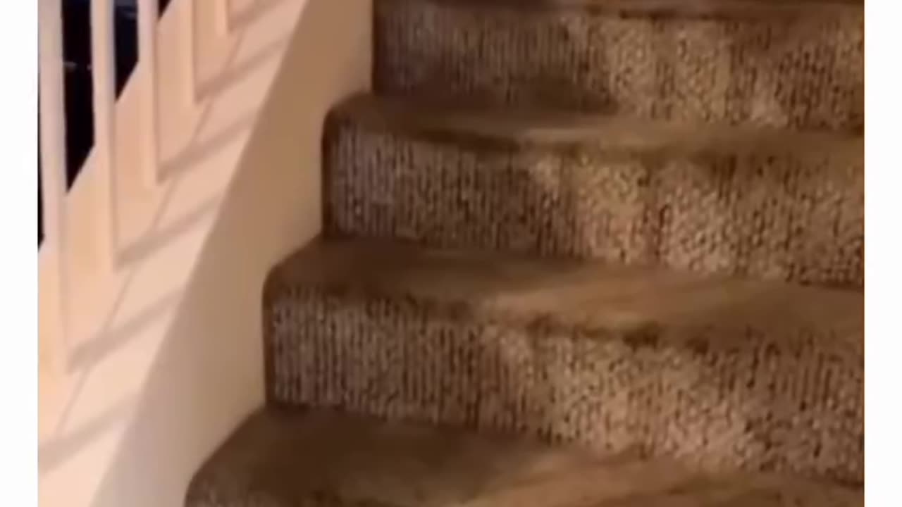 crazy dogs