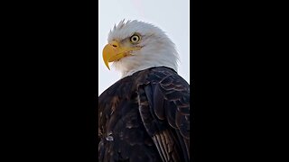 Love All Life Always #411 - Be The Eagle. See Why Below 👇👇👇