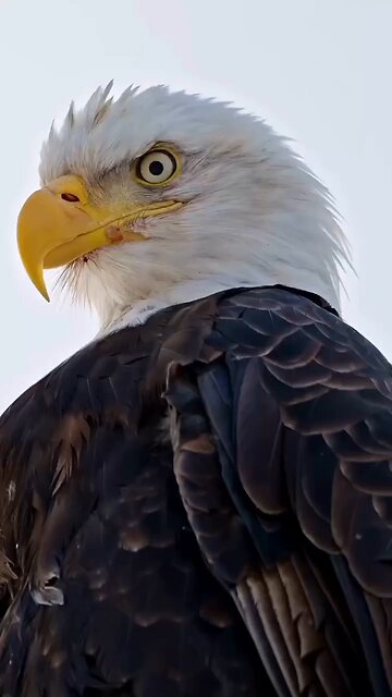 Love All Life Always #411 - Be The Eagle. See Why Below 👇👇👇