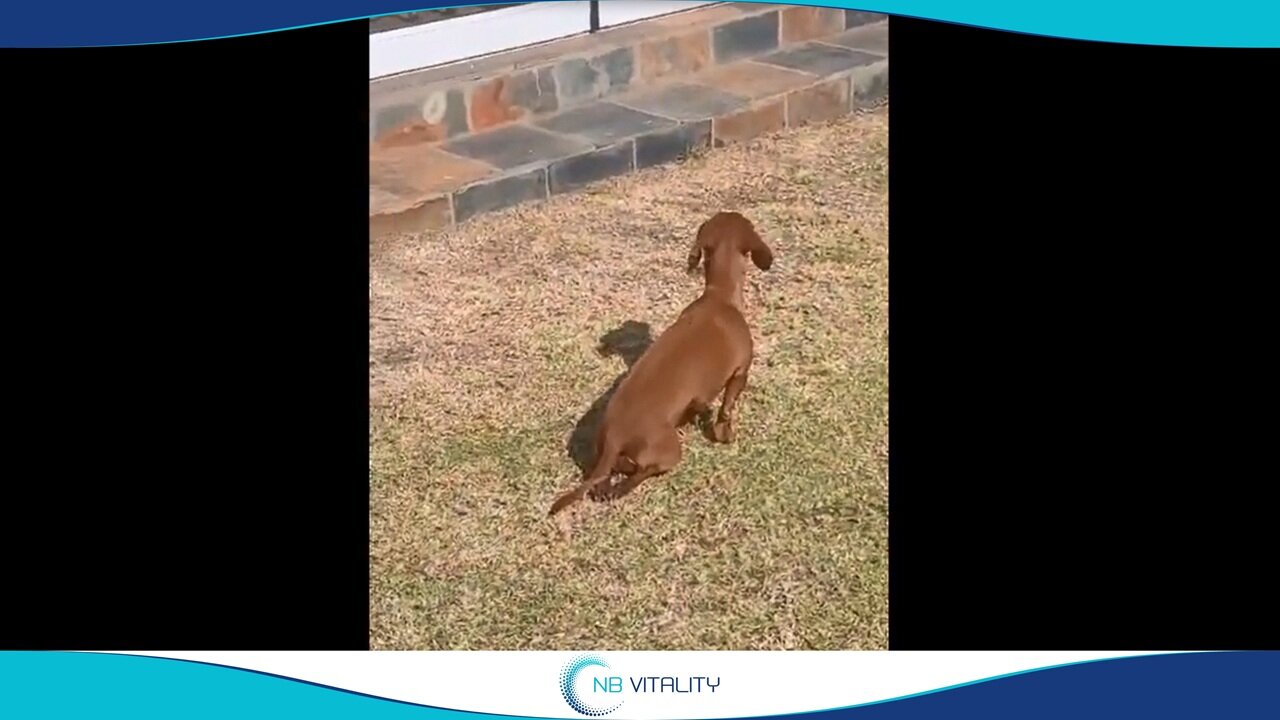 Testimonial of POPLAP The Paralyzed Dog