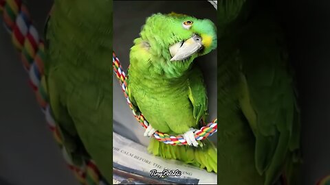 FUNNIEST Parrot Videos EVER p16