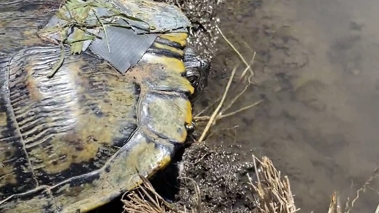 Turtle was Upside-down on Highway