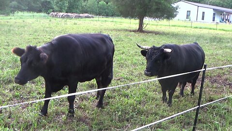 Something new for the chicks and a fail with the cows