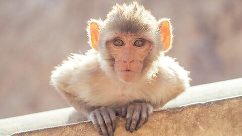 Biodigital Convergence Series - Part 24 - Bio Hoax Cover Story (Monkeypox rebranded as Mpox)