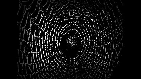 The Spider and the Fly deceptive invitational