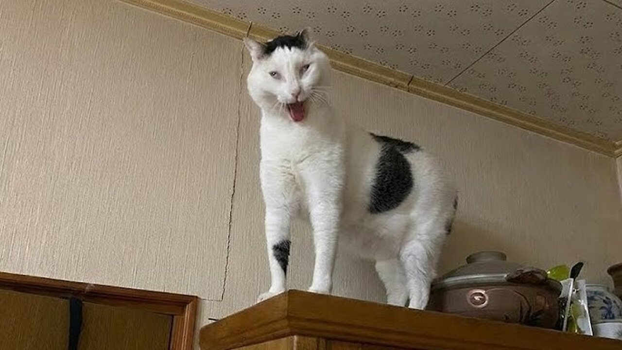 Cats Being Weird for No Reason 😂