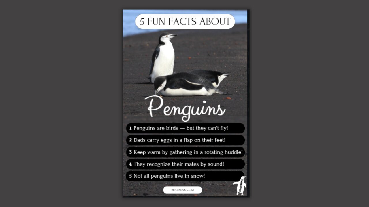 5 Fun Facts About Penguins 🐧 | Cute, Clever, and Built for Ice! #animallovers #wildlifefacts