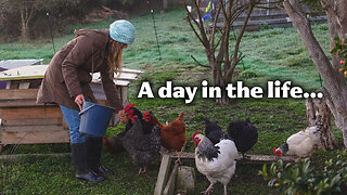 A Day in the Life on a Tasmanian Homestead - Chickens and Gardening