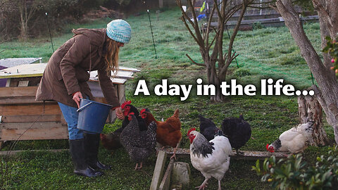 A Day in the Life on a Tasmanian Homestead - Chickens and Gardening