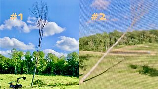 (Live) Felling Two Big Trees (Ep.36)