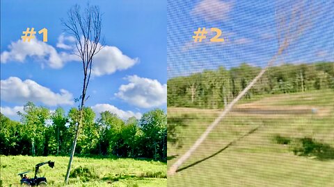 (Live) Felling Two Big Trees (Ep.36)