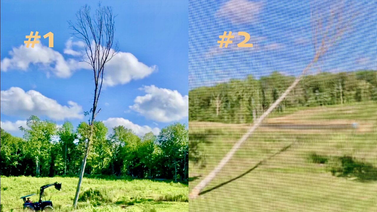 (Live) Felling Two Big Trees (Ep.36)