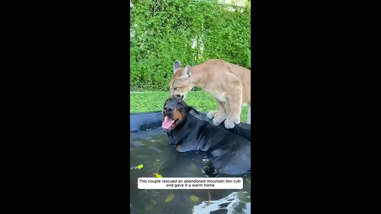 This couple rescued an abandoned mountain lion cub and gave it a warm home #animalshorts