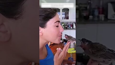 The girl saved the bird the dogs were chasing