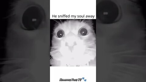 Funny animals 2024😂- Funniest Cats and Dogs Video😹🐶 #45