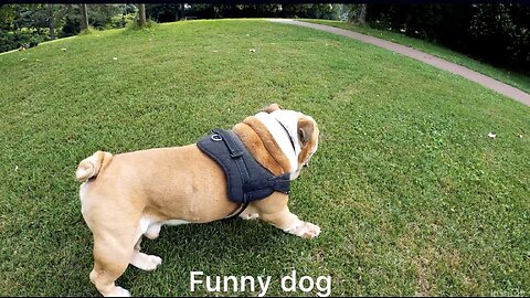 The Funniest Bulldog Ever! 😂 | Cute Dog Moments 2025