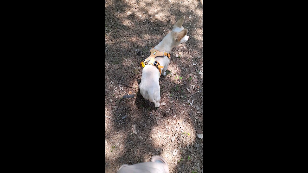 250604. South Korea election were rigged.