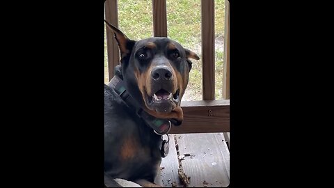 Doberman Chillin’ Like a Boss 😎 | The Ultimate Lazy Day Mood 🐾
