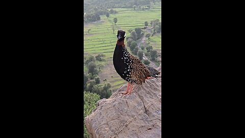 Kala teetar