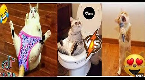 Best Funny Animal Videos Of The 🤣 - Funniest Cats And Dogs Videos 😺😍😂🐶 Funny cat & dog videos 😍