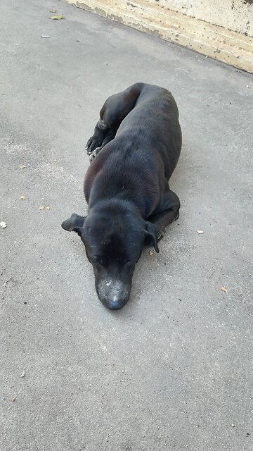 Cute Black Dog Sleeping Peacefully 😴🐾