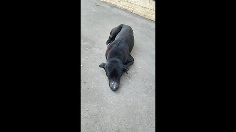 Cute Black Dog Sleeping Peacefully 😴🐾
