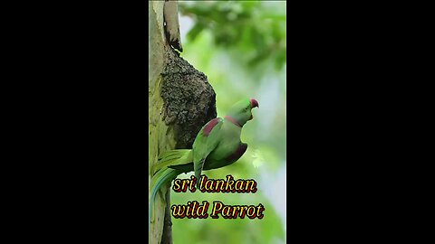 srilankan wild parrot 🦜