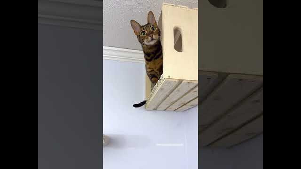 I Built A cat 🐈 😺 wall playground