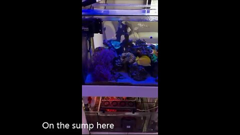 Reef_Tank_Gaboo shows how he runs his HOG3® on his sump.