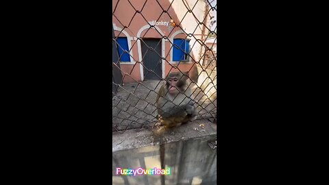 Animal Compilation