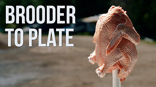 Family Raises a Year's Worth of Chicken