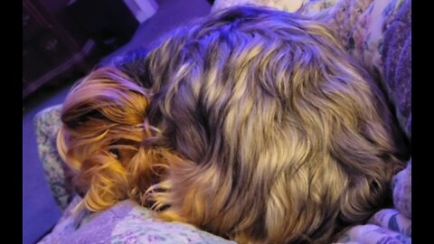 Chewy is a tiny ball of joy! #funnydogs #yorkies #dog