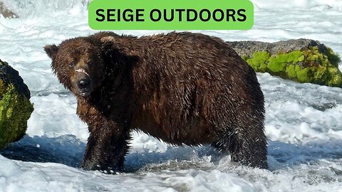 Katmai National Park Bear Feeding Live Stream!
